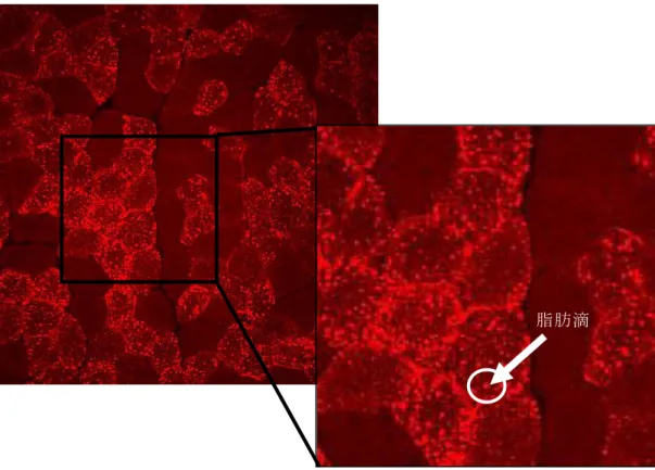 図 11  骨格筋切片の脂肪滴染色画像 