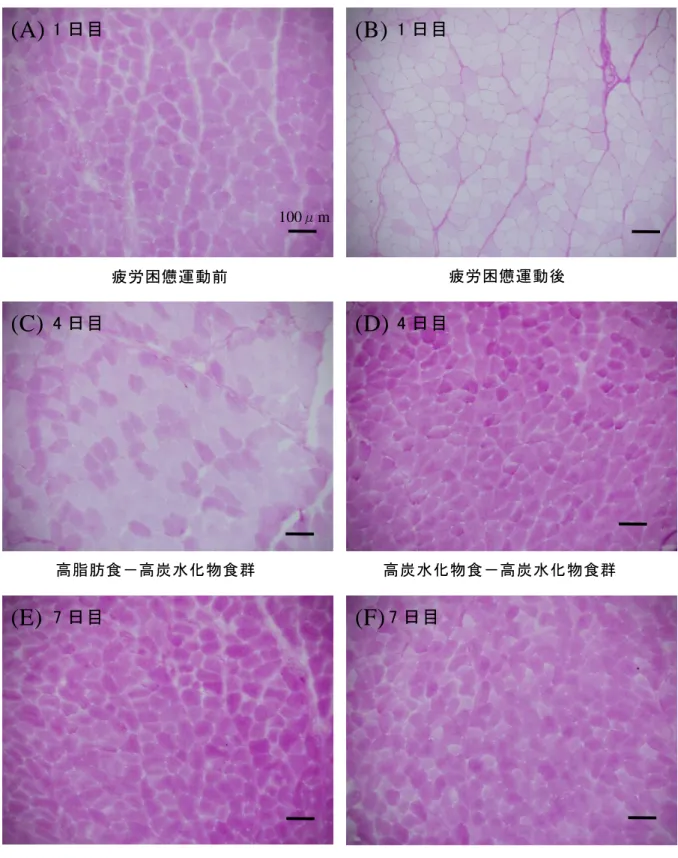 図 12  尺側手根伸筋のグリコーゲン染色写真（PAS 染色） 100μm 高炭水化物食－高炭水化物食群 高脂肪食－高炭水化物食群  高炭水化物食－高炭水化物食群 高脂肪食－高炭水化物食群 疲労困憊運動前 疲労困憊運動後 1 日目 (A) (B) (C) (D) (E) (F) 1 日目 4 日目 4 日目 7 日目 7 日目 