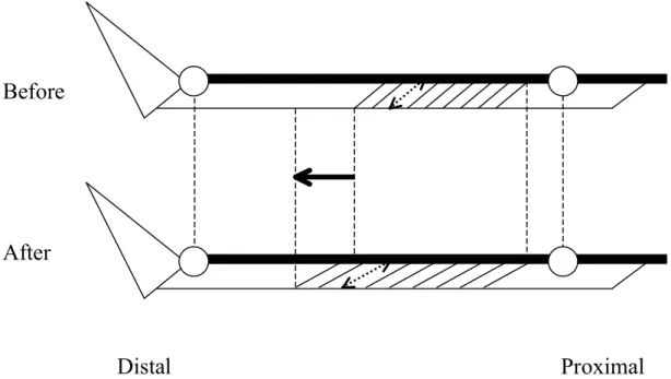 Fig. 4-6 The schematic model of the fascicle length (FL) change throughout flexibility training period.