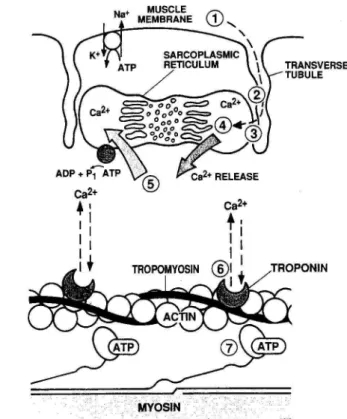 図 1-5 ． Fitts （ 1994 ）が提案した興奮収縮連関過程における筋疲労の発現部位。それぞれ の数字は、 1 ： surface membrane 、 2 ： T tubular charge movement 、 3 ： mechanisms coupling  T  tubular  charge  movement  with  sarcoplasmic  reticulum  (SR)  Ca2+  release 、 4 ： SR  Ca2+ release 、 5 ： SR Ca2+