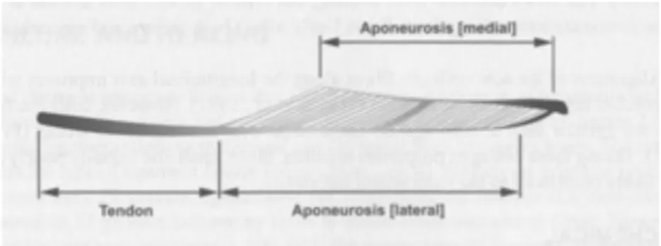 図 1-2 ． （ A ）羽状筋における筋腱複合体の構造（ Herzog ， 2007 より引用）、 （ B ）腓腹筋内 側頭およびヒラメ筋の解剖学的な配置（ Bojsen-Møller ら， 2004 を改変）