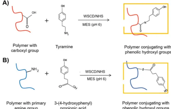 Fig. 1.7. Schematics illustration of synthesis of phenol polymer using water soluble  carbodiimide hydrochloride (WSDC/NHS)