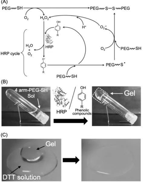 Fig. 1.10. HRP-mediated hydrogel system without exogenous H 2 O 2  using thiolated polymers