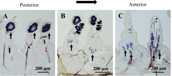 Fig. 2.  Horizontal sections of the hybridized worm showing the localization of the  Pw- Pw-piwi  expression  in  an  adult  male  in  late  August