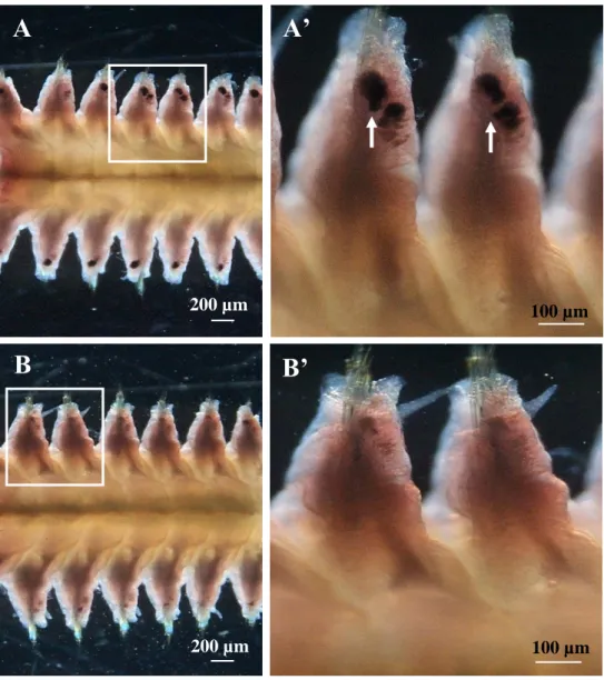 Fig. 3. Specificity of the Piwi probe in in situ hybridization. (A) Germ cell clusters  were shown by in situ hybridization with use of the anti-sense probe of Pw-piwi