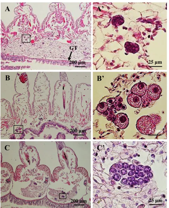 Fig.  5. Germ  cells  before  and  after  the  start  of  vitellogenesis.  (A)  It  is  difficult  to  distinguish  sex  with  morphological  characteristics  in  germ  cells  of  4-month-old  juveniles  in  early  August