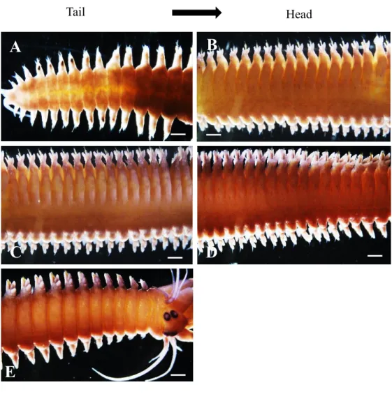 Fig. 9 .  Whole mount in situ hybridization of Pw-piwi in end of March when the  animals were transforming into epitoke