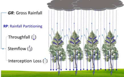 Fig. 1.1. The interaction between rainfall partitioning into throughfall  (TF), stemflow (SF), and interception loss (IL) and forest canopy in  forest ecosystems