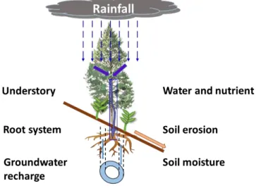 Fig. 1.6. The roles of stemflow in forest ecosystems.