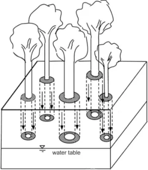 Fig. 1.7. Schematic of the role of concentrated stemflow as a source of  groundwater  recharge  around  a  tree