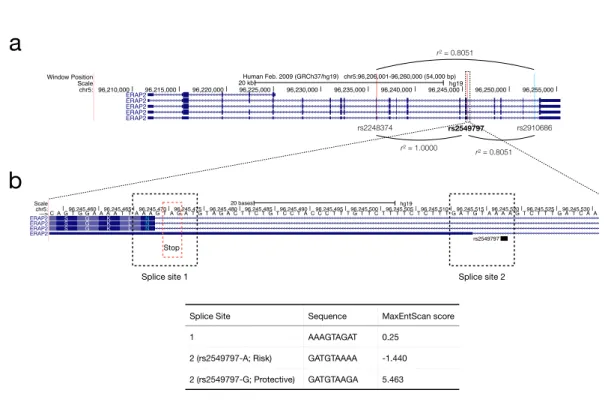 図 11 ： ERAP2 遺伝⼦座における機能多型候補 rs2549797  a.  5 番染⾊体の乾癬感受性 SNP  rs2910686 と機能多型候補 rs2549797，ナンセンス変異 依存 mRNA 分解を引き起こすことが報告されている rs2248374 の座位，およびヨー ロッパ⼈集団における r-squared  value．⻘縦線は乾癬感受性 SNP  rs2910686，⾚縦線 は機能多型候補 rs2549797，rs2248374 の座位を⽰す．  b