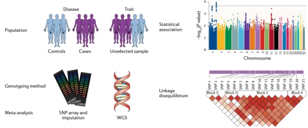 図 2：GWAS の概要．Tam et al., 2019 より改変・転載．  ヒトゲノム配列が決定され，HapMap  project 36 を筆頭とした国際プロジェクトによっ て多型情報が⼗分に整備されたこと，さらに SNP アレイによるジェノタイピングのコ ストが⼀⼈あたり数千円と⾮常に低コストとなったため，できるだけ⼤きいサンプルサ イズが必要とされる GWAS が現在では広く実施されている．実際には，ヒト集団にお ける連鎖不平衡構造（linkage  disequilibrium）を考慮し，他の 