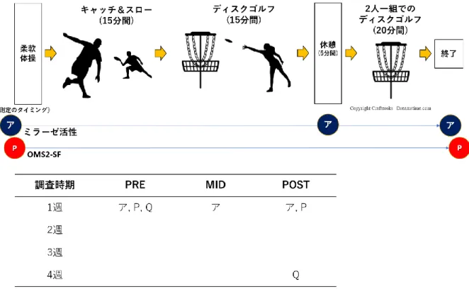 Figure 3-1  実験プロトコール  (フライングディスク) 