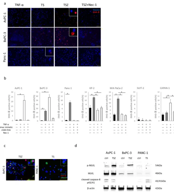 Fig 2. Induction of necroptosis in pancreatic cancer cells. (a) Fluorescent images of pancreatic cancer cells treated with TNF-α, Smac mimetic, zVAD-FMK and necrostatin-1 (nec-1)