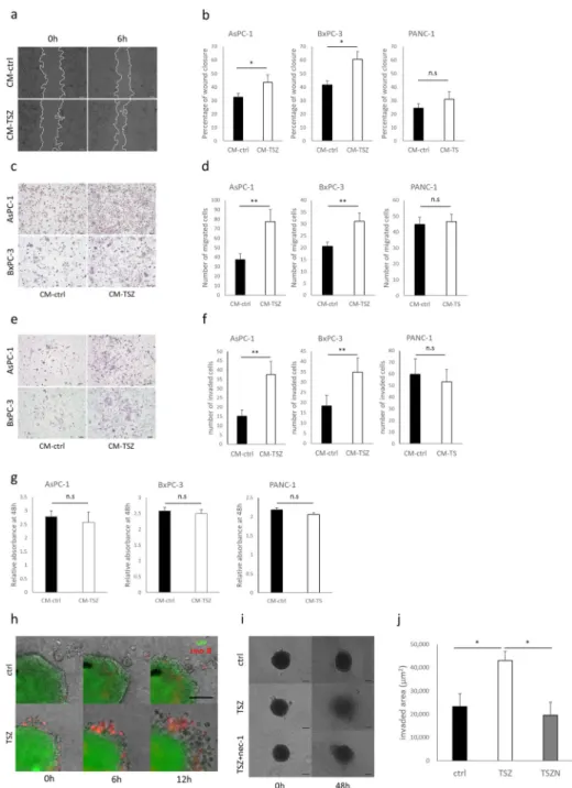 Fig 3. Effects of conditioned medium derived dead cells on pancreatic cancer. Wound healing assay; (a) representative images of AsPC-1 wound closure, (b) quantitative data (scale bars = 100 μm)