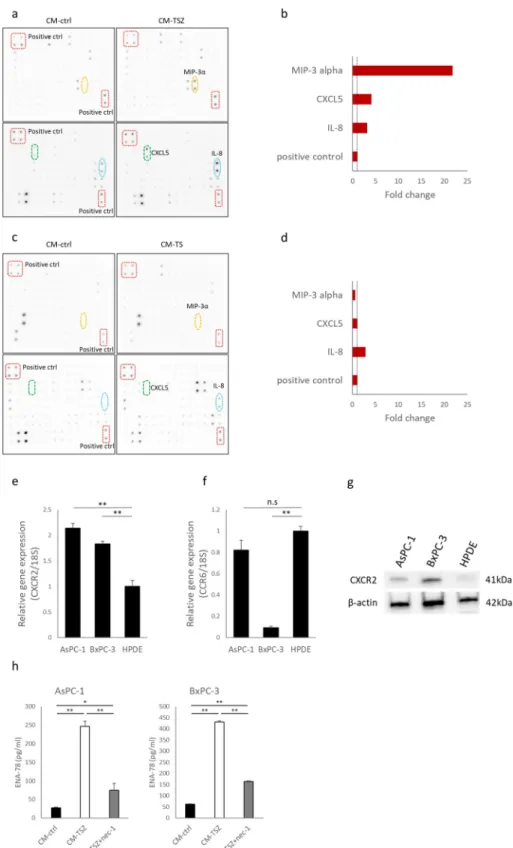 Fig 4. Detection of cytokines in conditioned medium from necroptotic cells. (a) Images of human cytokine antibody array (120 targets) of conditioned medium derived from AsPC-1 treated with necroptotic stimuli or DMSO (control)