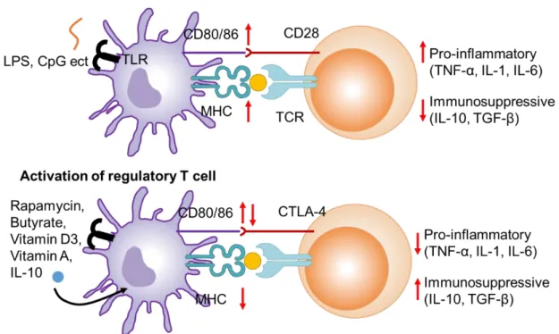 Fig. 1.1. Antigen presentation by mature and immature dendritic cell. 