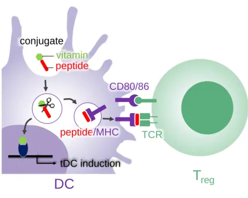 Fig.  2.1.  Schematic  representation  of  induction  of  tDC  and  T reg   by  peptide-vitamin  conjugates