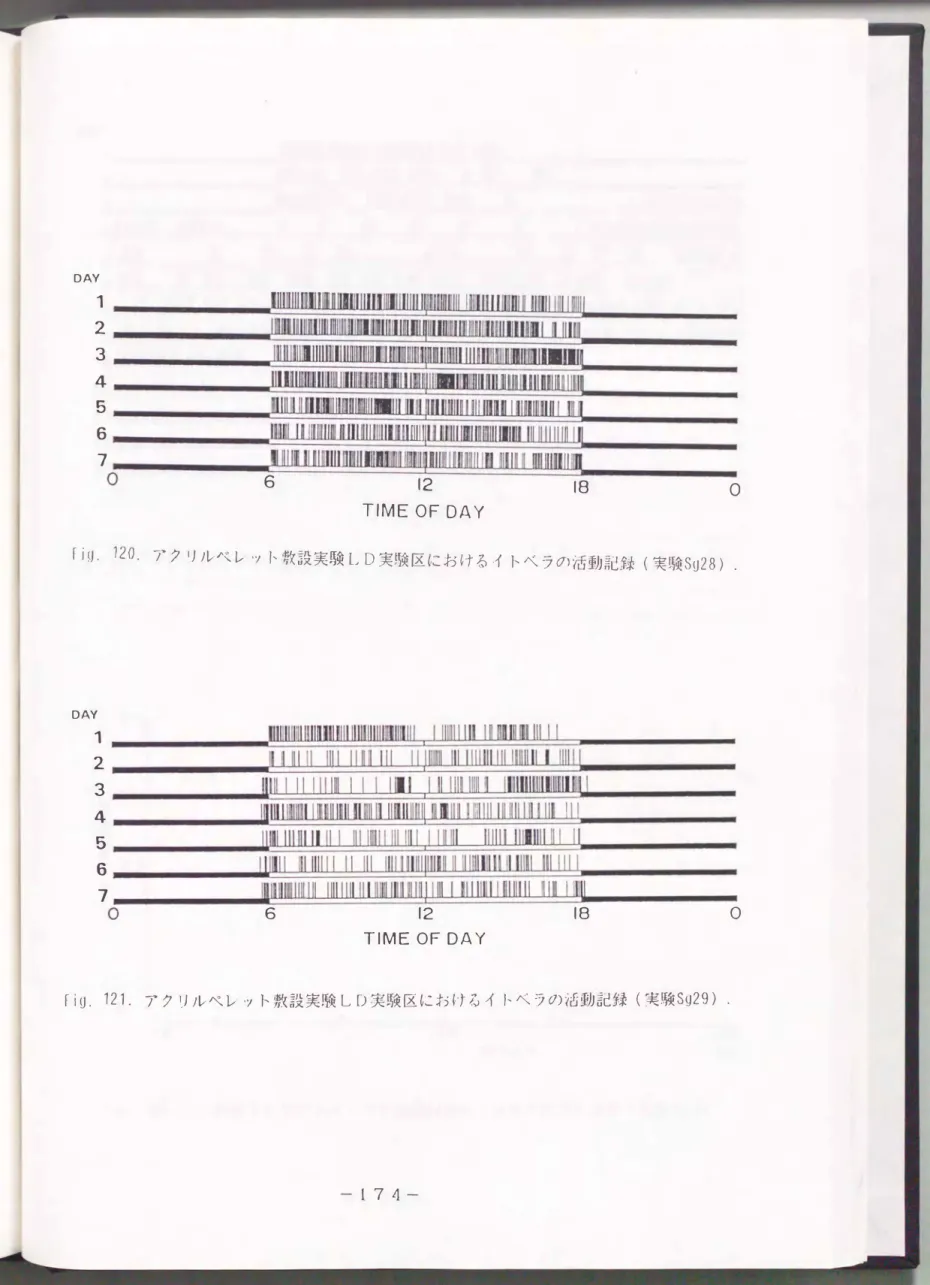 Fig.  121. アクリルペレット敷設実験しD実験区におけるイトベラの活動記録(実験S�29) . 
