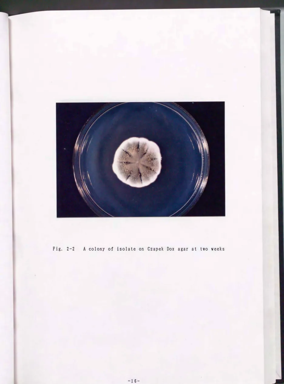 Fig.  2-2  A  colony  of  isolate  on  Czapek  Dox  agar  at  two  weeks 