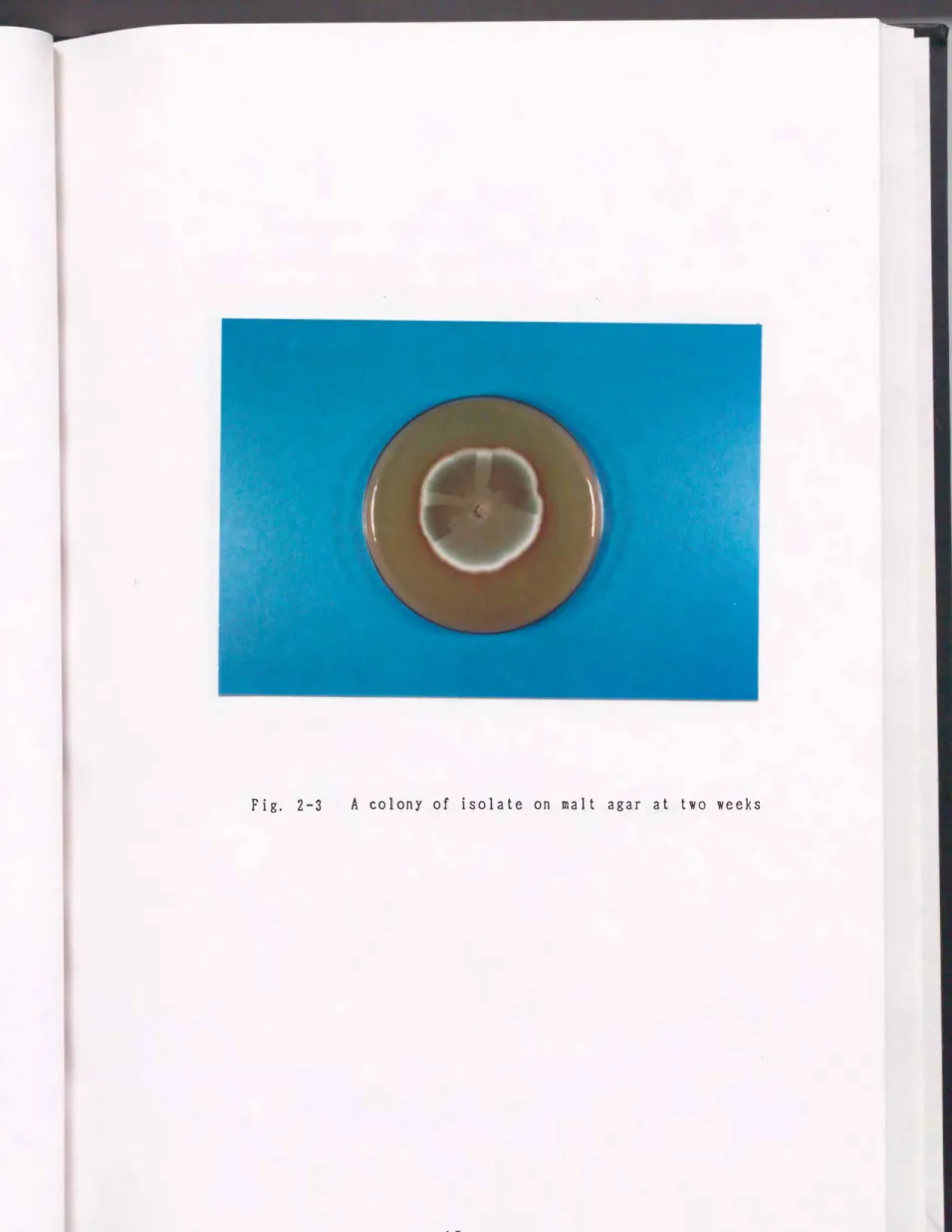Fig.  2-3  A  colony  of  isolate  on  malt  agar  at  two  weeks 