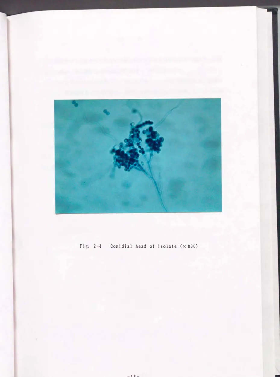 Fig.  2-4  Conidial  head  of  isolate  (x  800) 