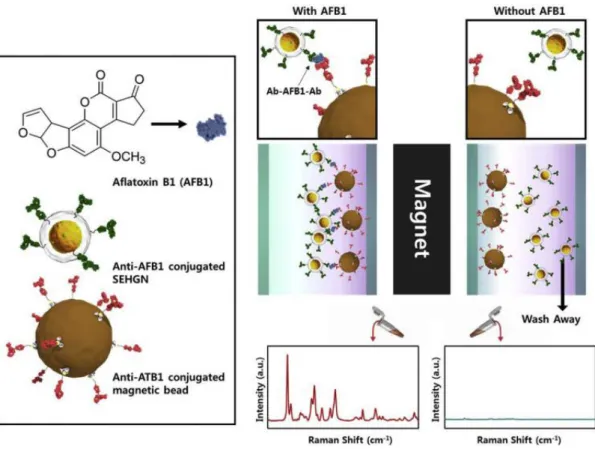 Figure  3-2.  Schematic  illustration  of  surface-enhanced  Raman  scattering  (SERS)  based  immunoassay  for  detecting  aflatoxin  B1  (AFB1)  using  silica-encapsulated  hollow  gold  nanoparticles (SEHGN) and magnetic beads
