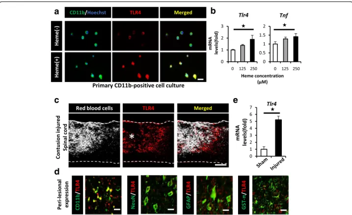 Fig. 4 Heme exacerbates the TNF expression in CD11b-positive cells via the TLR4 pathway after SCI