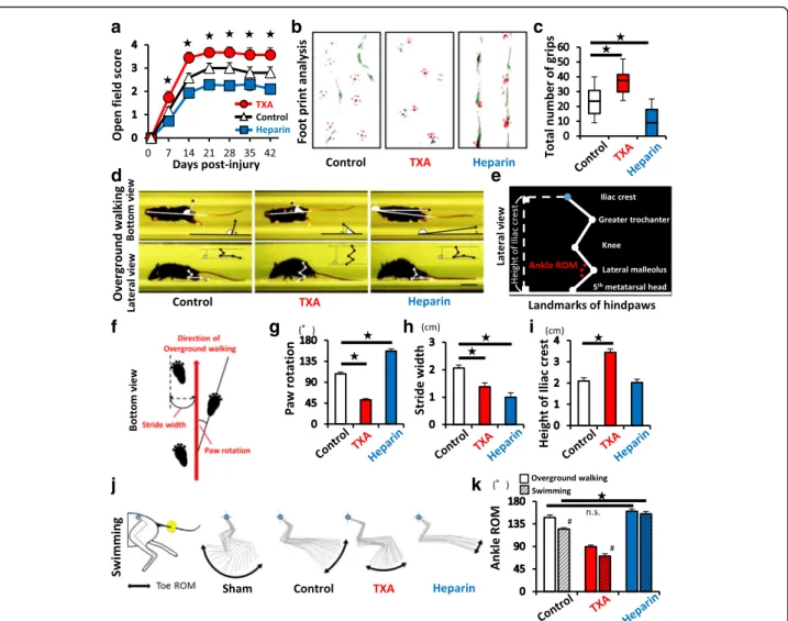 Fig. 6 TXA improves functional recovery after SCI. a The open field score (BMS) was determined at each time point after SCI (TXA: n = 15, heparin: