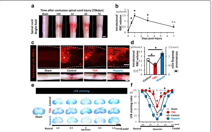 Fig. 1 The intralesional bleeding volume is associated with the severity of demyelination after SCI