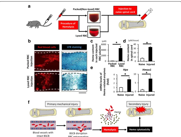 Fig. 2 Intralesional heme released from lysed RBCs is involved in the pathology of SCI