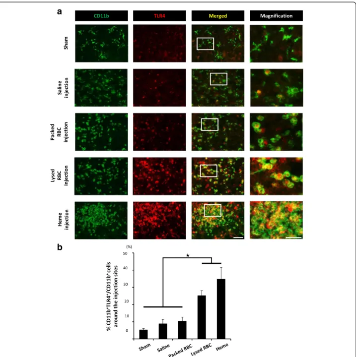 Fig. 3 Heme induces the expression of TLR4 in CD11b-positive cells in the spinal cords
