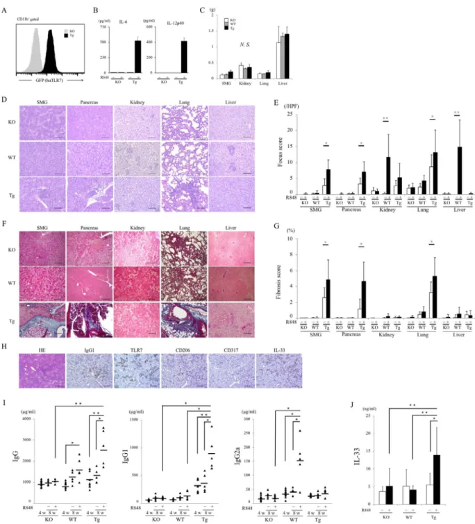 Figure  5.  Effects of TLR- 7 agonist R848 in transgenic mice. A, Detection of GFP in bone marrow–derived macrophages (BMMs) from  mTLR- 7−/− (knockout [KO]) mice and transgenic (Tg) mice by flow cytometric analysis, after staining with anti- CD11b antibod