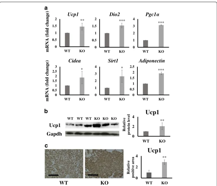 Fig. 3 Analysis of brown adipose tissue (BAT)-related gene and protein expression levels