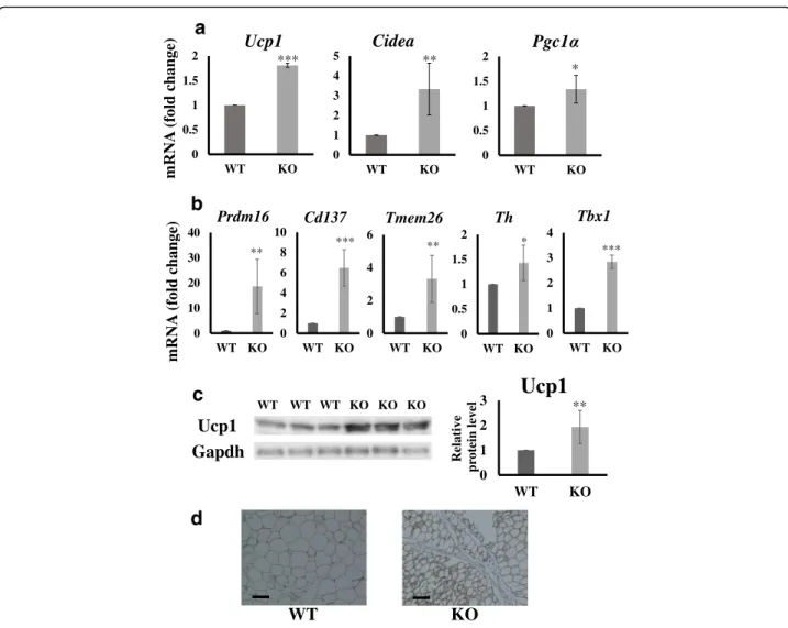 Fig. 4 Analysis of white adipose tissue (WAT)-related gene and protein expression levels