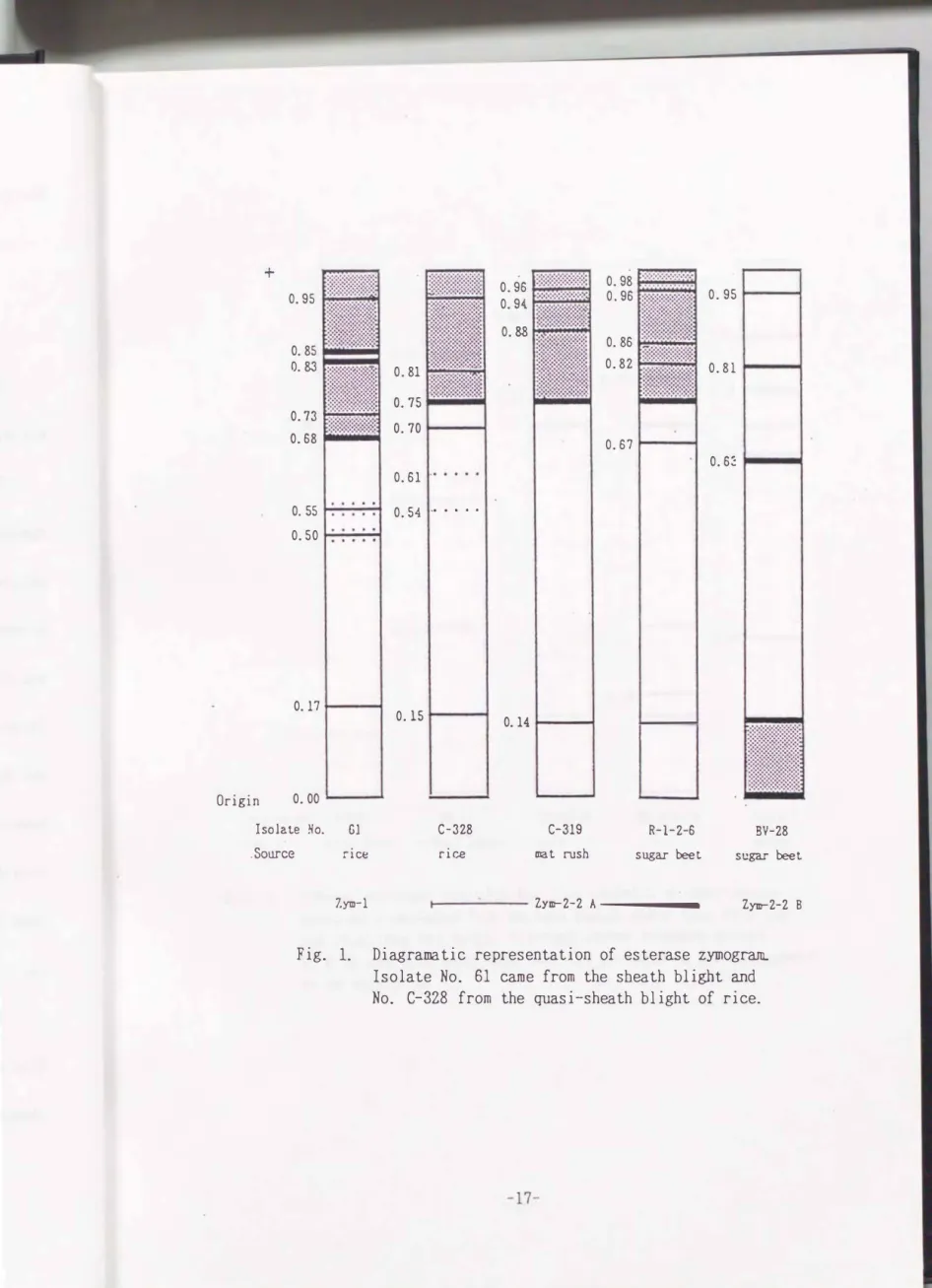 Fig.  1.  Diagramatic  representation  of  esterase  zymog� 