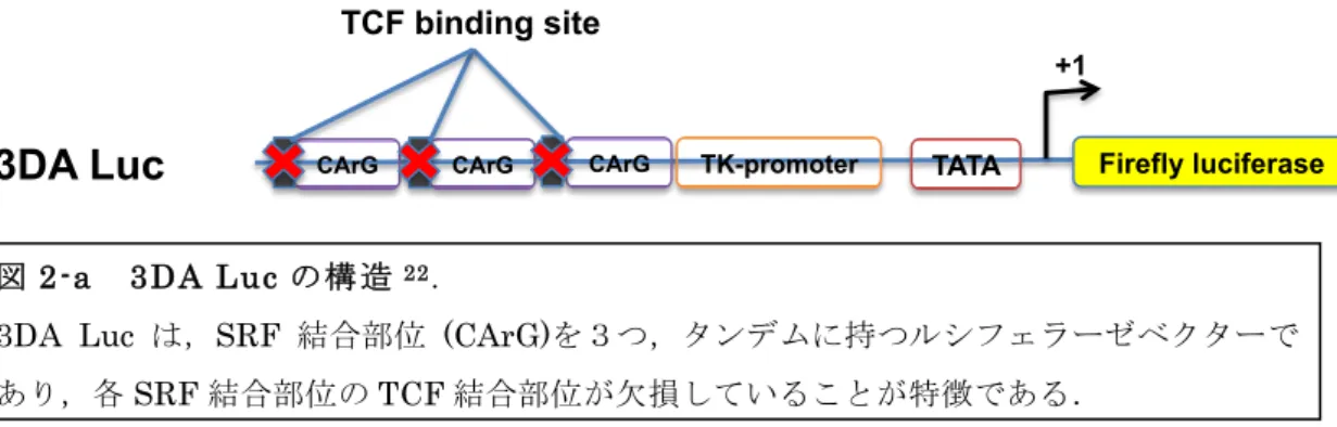 図 2-a   3DA Luc の構造 22 . 