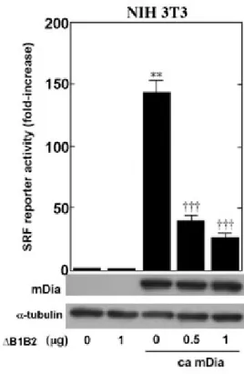 Fig. 7 Dominant negative MAL construct blocks Tech-induced acti- acti-vation of SRF. A dominant negative MAL construct ( D B1B2) blocks the increase in SRF reporter activity induced by Tech 245DC (0.5 lg/well) (a) or ca mDia (0.5 l g/well) (b) in NIH 3T3 c