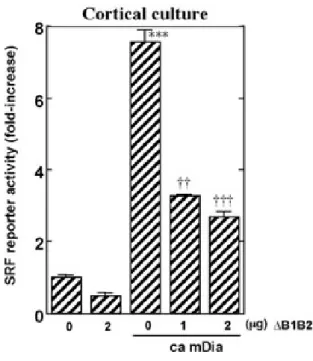 Fig. 7 Dominant negative MAL construct blocks Tech-induced acti- acti-vation of SRF. A dominant negative MAL construct ( D B1B2) blocks the increase in SRF reporter activity induced by Tech 245DC (0.5 lg/well) (a) or ca mDia (0.5 lg/well) (b) in NIH 3T3 ce