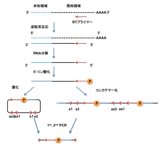 図 3-a  5’-RACE 法の概要． mRNA から逆転写反応で cDNA を生成し，RNA 分解，5’- 分解，5’-リン酸化を行って，環化もしくはコンカテマー化させた．その後，2 段階の PCR で未知 領域を含んだ cDNA を増幅し，シークエンスで塩基配列を同定した．破線は mRNA，実