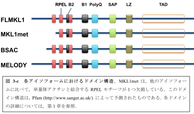 Fig. 1. Deduced exon–intron organization and domain structure of rat MKL1 isoforms. (A) Deduced exon–intron organization