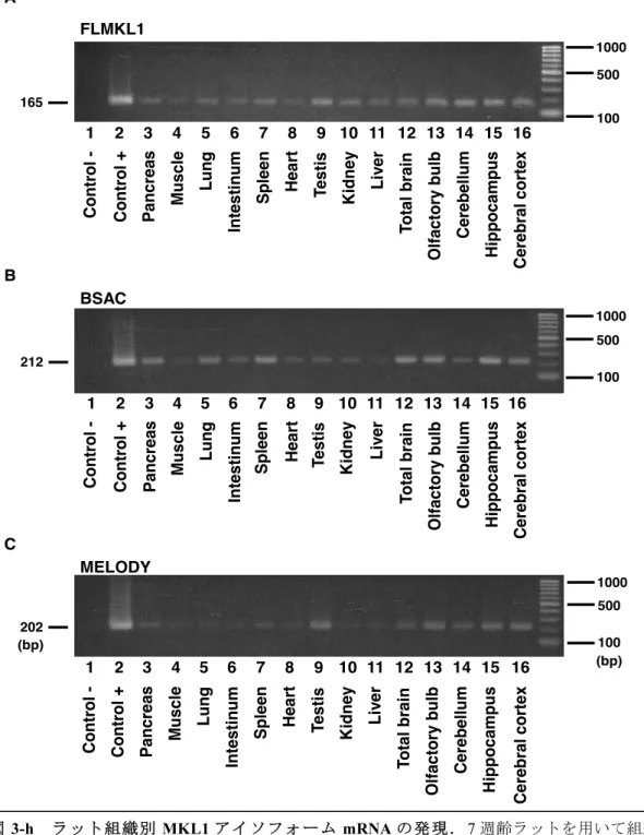 Figure  S4.  Specific  detection  of  PCR  product  by  amplification  with  primers  for  FLMKL1, BSAC, MELODY