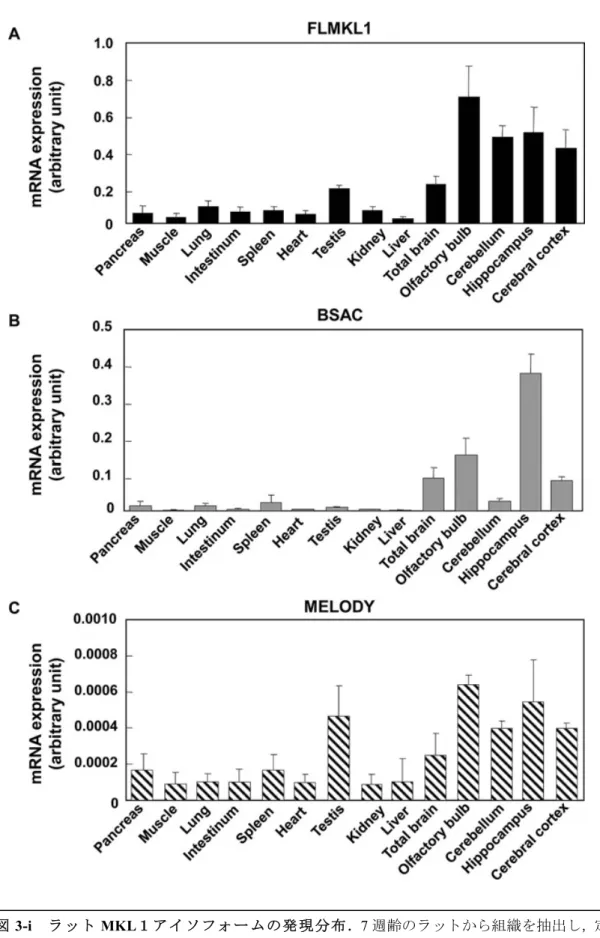 Fig. 2. Regional expression of rat MKL1 transcripts in adult tissues. Complementary DNA derived from several tissues of 7-week old rat (pancreas, muscle, lung, intestinum, spleen, heart, testis, kidney, liver, total brain, olfactory bulb, cerebellum, hippo