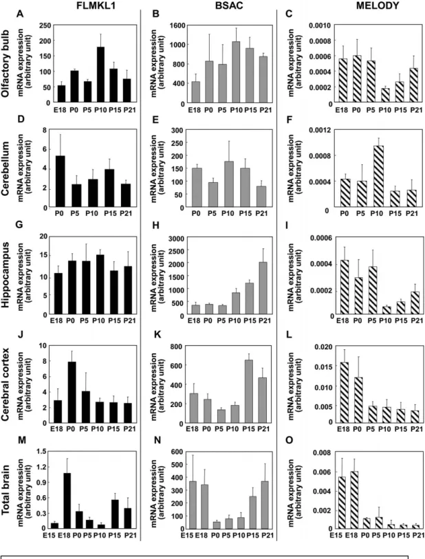 Fig. 3. Differential expression of rat MKL1 transcripts in the developing brain . Samples were prepared from the olfactory bulb (A–C), cerebellum (D–F), hippocampus (G–I), cerebral cortex (J–L) and total brain (M–O) and subjected to real-time quantitative 