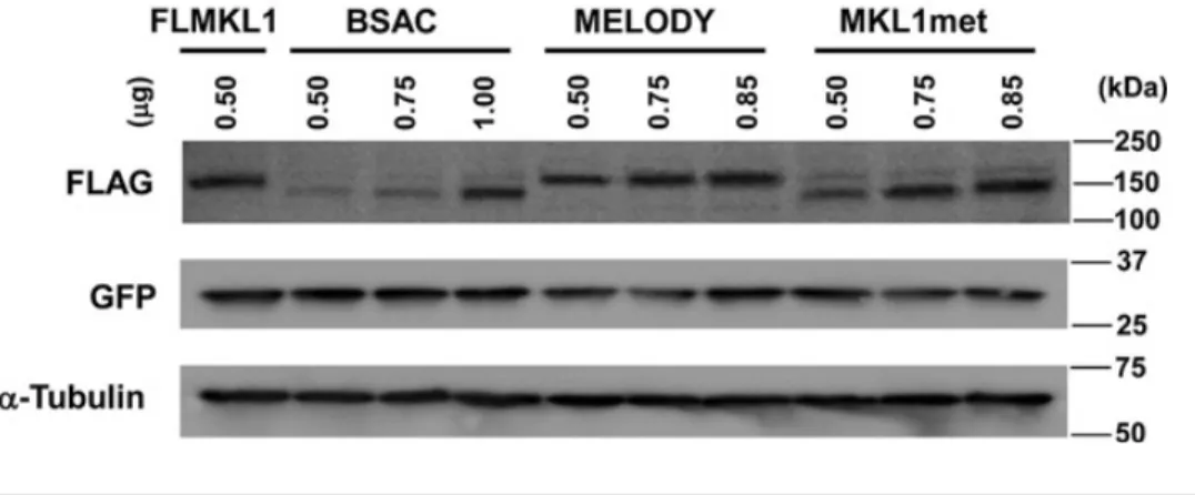 Fig. 4. Effects of MKL1 isoforms on SRF- and CREB-mediated transcriptional responses in NIH3T3 cells 