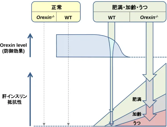 Figure 1.    加齢、肥満、およびうつに伴う肝インスリン抵抗性の進展に対する視床下 加齢、肥満、およびうつに伴う肝インスリン抵抗性の進展に対する視床下 加齢、肥満、およびうつに伴う肝インスリン抵抗性の進展に対する視床下 加齢、肥満、およびうつに伴う肝インスリン抵抗性の進展に対する視床下 部オレキシン系の防御作用． 部オレキシン系の防御作用．部オレキシン系の防御作用．部オレキシン系の防御作用． 視床下部オレキシン系は正常状態では自律神経を介して肝臓におけるインスリン抵抗性を防 御する。ただし、加齢、