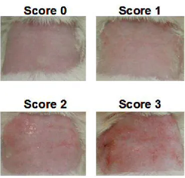 Fig. 2. Typical examples for the evaluation of skin condition.   