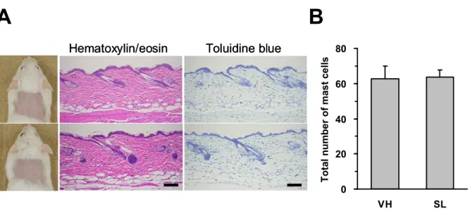 Fig. 7. Effects of topical application of sodium laurate (SL) on inflammatory cell infiltration and  mast cells in the skin in ICR mice