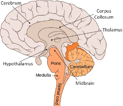 Figure 2-1 Brain sagittal section (adopted from Wikimedia) 