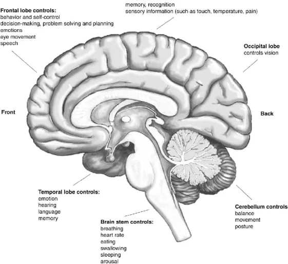 Figure 2-2 Brain cognitive functions location map (adopted from AlianaHealth) 